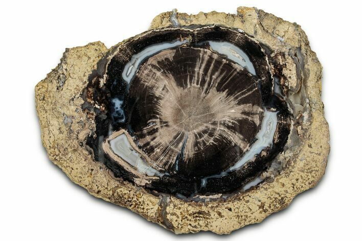 Petrified Wood (Schinoxylon) Round - Blue Forest, Wyoming #335015